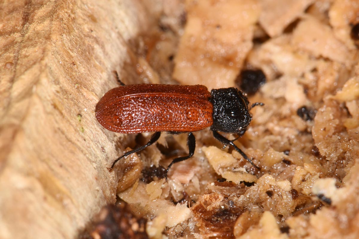 Bostrichidae: Bostrichus capucinus